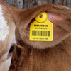 EID Electronic Cattle Animal ear tag, Visual TPU Cow Ear Tag for farm management